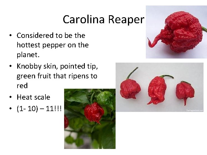 Carolina Reaper • Considered to be the hottest pepper on the planet. • Knobby