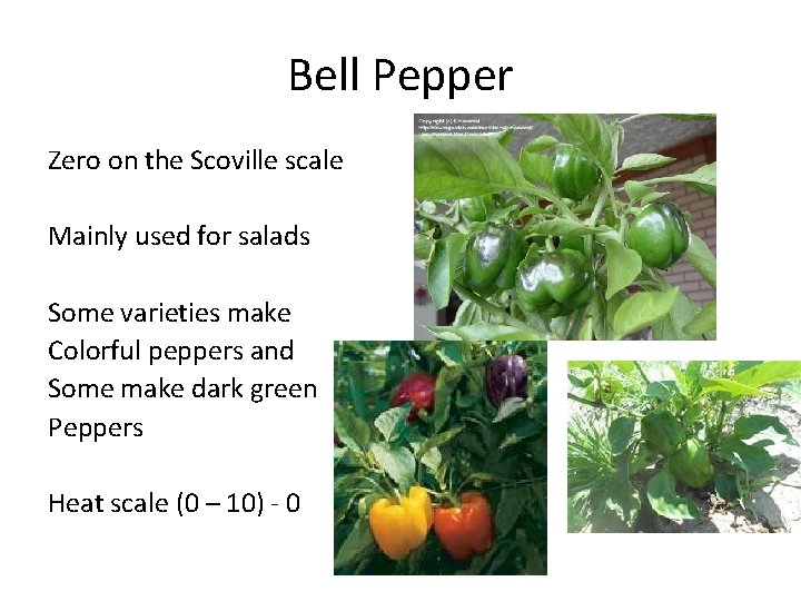 Bell Pepper Zero on the Scoville scale Mainly used for salads Some varieties make