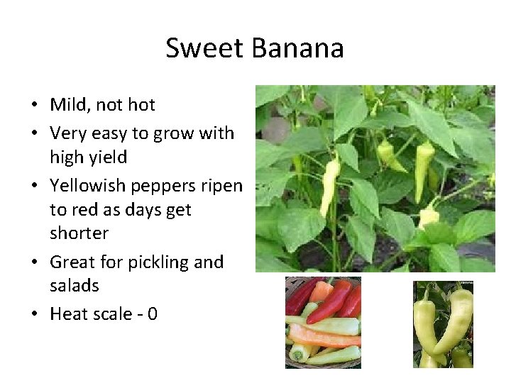 Sweet Banana • Mild, not hot • Very easy to grow with high yield