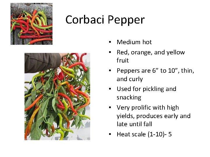 Corbaci Pepper • Medium hot • Red, orange, and yellow fruit • Peppers are