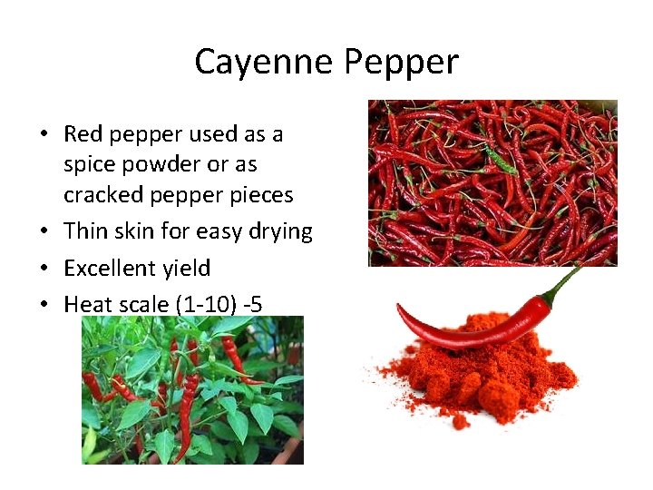 Cayenne Pepper • Red pepper used as a spice powder or as cracked pepper