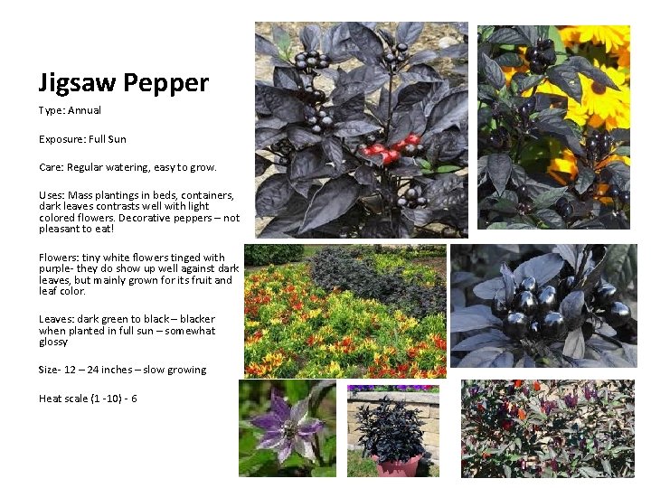 Jigsaw Pepper Type: Annual Exposure: Full Sun Care: Regular watering, easy to grow. Uses: