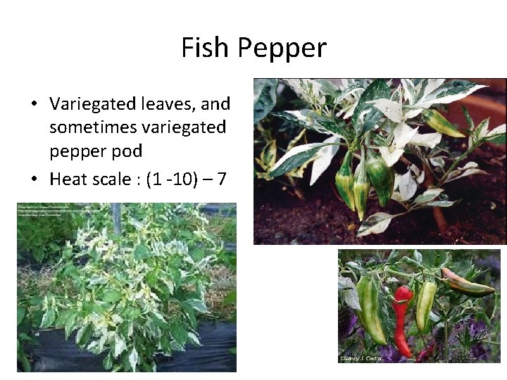 Fish Pepper • Variegated leaves, and sometimes variegated pepper pod • Heat scale :
