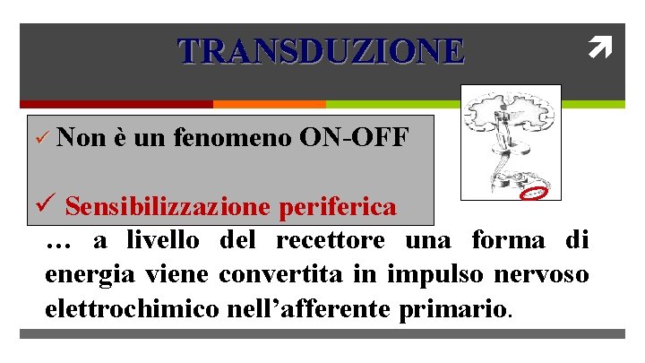 TRANSDUZIONE ü Non è un fenomeno ON-OFF ü Sensibilizzazione periferica … a livello del