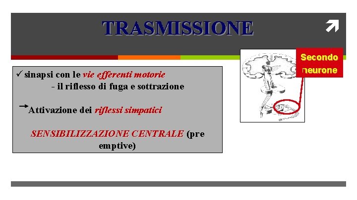 TRASMISSIONE üsinapsi con le vie efferenti motorie - il riflesso di fuga e sottrazione