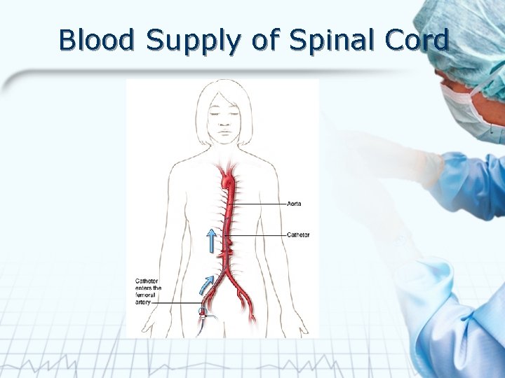 Blood Supply of Spinal Cord 