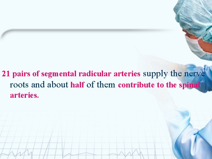  21 pairs of segmental radicular arteries supply the nerve roots and about half