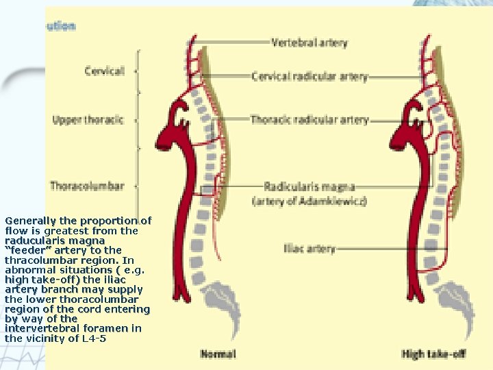 Generally the proportion of flow is greatest from the raducularis magna “feeder” artery to