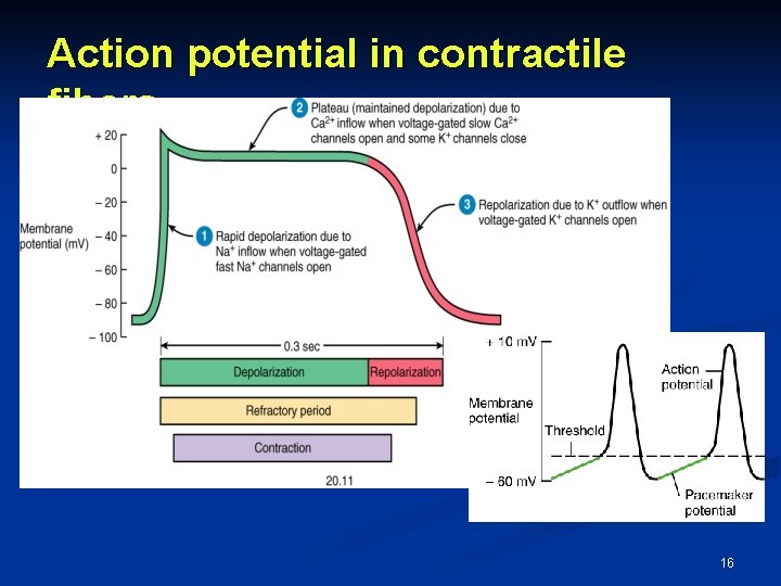 Action potential in contractile fibers 16 