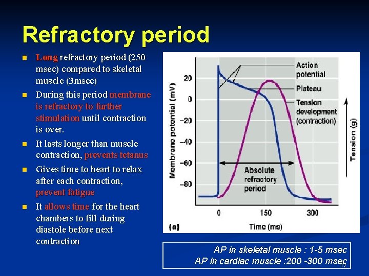 Refractory period n n n Long refractory period (250 msec) compared to skeletal muscle