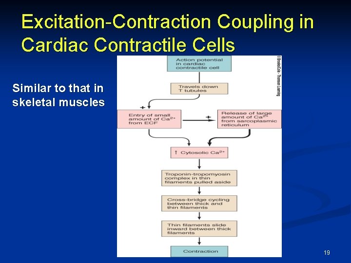 Excitation-Contraction Coupling in Cardiac Contractile Cells Similar to that in skeletal muscles 19 