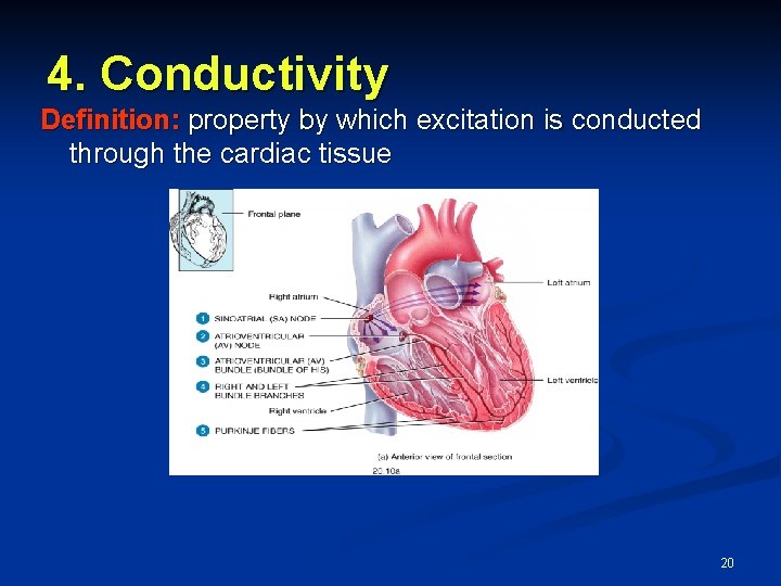 4. Conductivity Definition: property by which excitation is conducted through the cardiac tissue 20