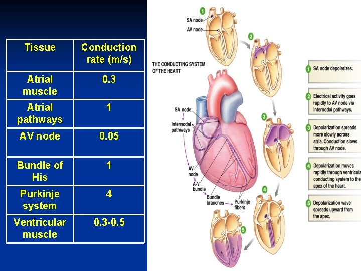 Tissue Conduction rate (m/s) Atrial muscle 0. 3 Atrial pathways 1 AV node 0.