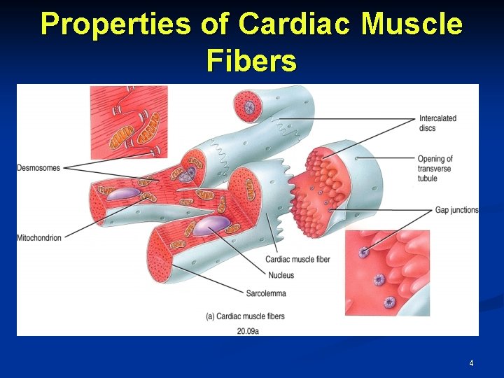 Properties of Cardiac Muscle Fibers 4 