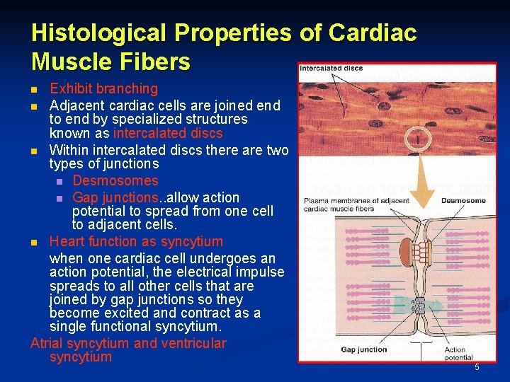 Histological Properties of Cardiac Muscle Fibers Exhibit branching n Adjacent cardiac cells are joined