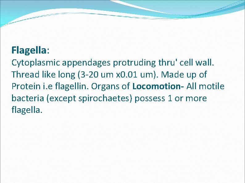 Flagella: Cytoplasmic appendages protruding thru' cell wall. Thread like long (3 -20 um x Flagella: Cytoplasmic appendages protruding thru' cell wall. Thread like long (3 -20 um x