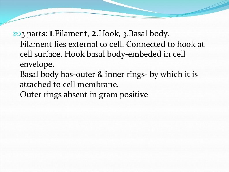 3 parts: 1. Filament, 2. Hook, 3. Basal body. Filament lies external to 3 parts: 1. Filament, 2. Hook, 3. Basal body. Filament lies external to