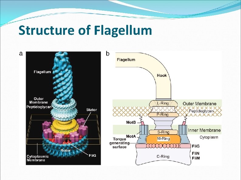 Structure of Flagellum Structure of Flagellum