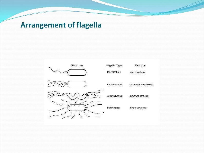 Arrangement of flagella Arrangement of flagella
