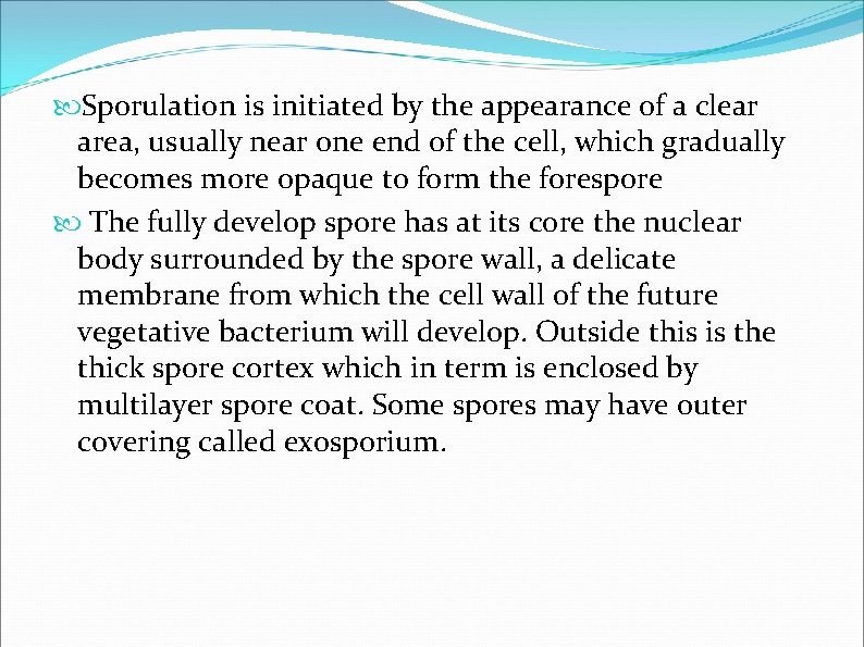 Sporulation is initiated by the appearance of a clear area, usually near one Sporulation is initiated by the appearance of a clear area, usually near one