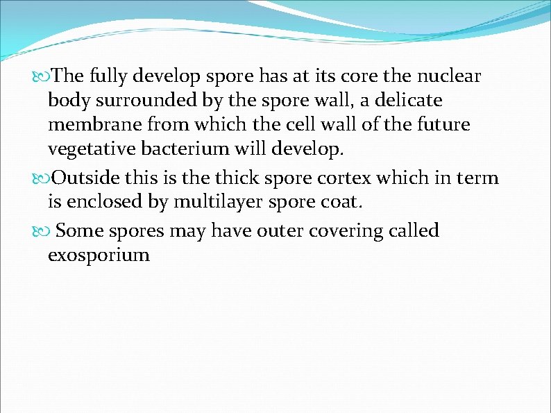 The fully develop spore has at its core the nuclear body surrounded by The fully develop spore has at its core the nuclear body surrounded by