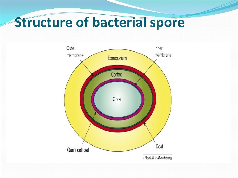 Structure of bacterial spore Structure of bacterial spore