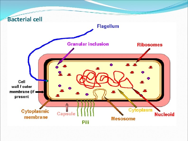 Bacterial cell Bacterial cell