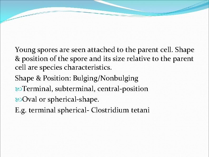 Young spores are seen attached to the parent cell. Shape & position of the Young spores are seen attached to the parent cell. Shape & position of the