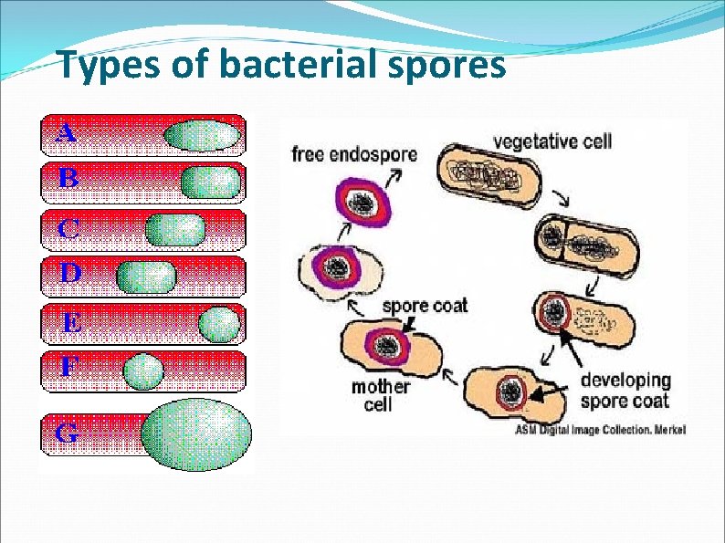 Types of bacterial spores Types of bacterial spores