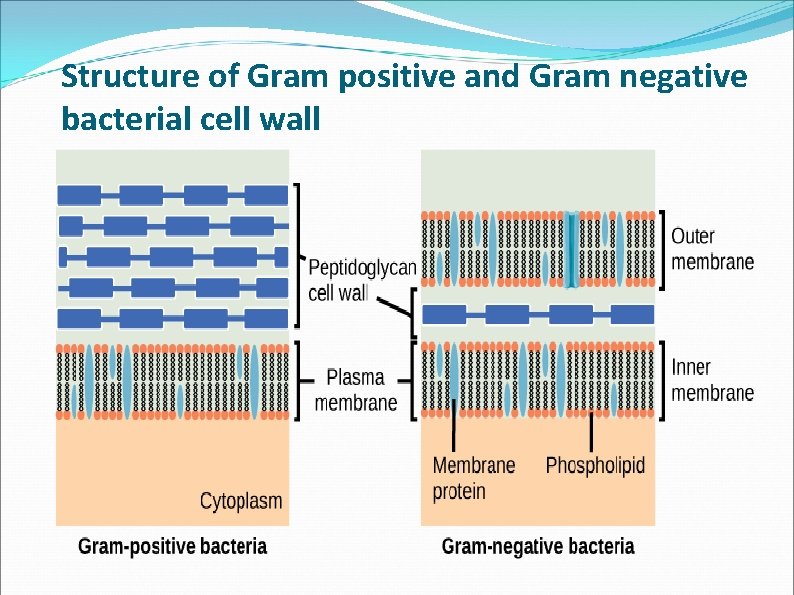 Structure of Gram positive and Gram negative bacterial cell wall Structure of Gram positive and Gram negative bacterial cell wall