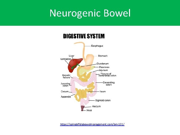 Neurogenic Bowel https: //spinabifidabowelmanagement. com/bm-101/ 