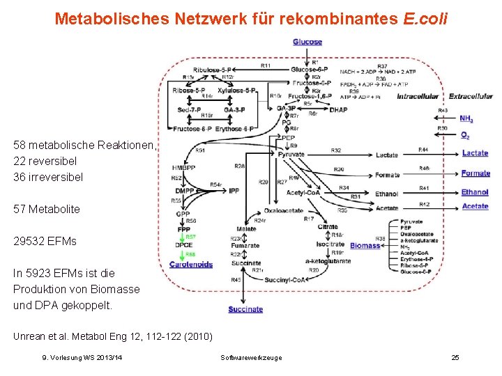 Metabolisches Netzwerk für rekombinantes E. coli 58 metabolische Reaktionen, 22 reversibel 36 irreversibel 57