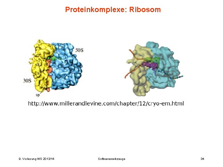 Proteinkomplexe: Ribosom 9. Vorlesung WS 2013/14 Softwarewerkzeuge 34 