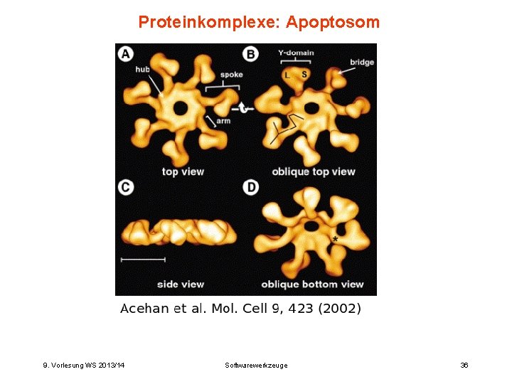 Proteinkomplexe: Apoptosom 9. Vorlesung WS 2013/14 Softwarewerkzeuge 36 