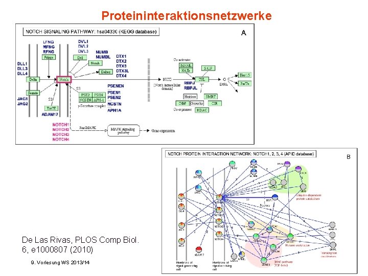 Proteininteraktionsnetzwerke De Las Rivas, PLOS Comp Biol. 6, e 1000807 (2010) 9. Vorlesung WS