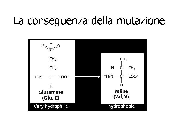La conseguenza della mutazione Very hydrophilic hydrophobic La conseguenza della mutazione Very hydrophilic hydrophobic