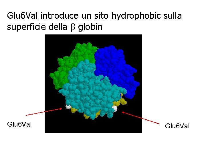 Glu 6 Val introduce un sito hydrophobic sulla superficie della b globin Glu 6 Glu 6 Val introduce un sito hydrophobic sulla superficie della b globin Glu 6