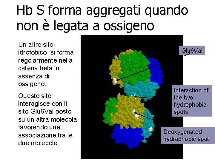 Hb S forma aggregati quando non è legata a ossigeno Un altro sito idrofobico Hb S forma aggregati quando non è legata a ossigeno Un altro sito idrofobico
