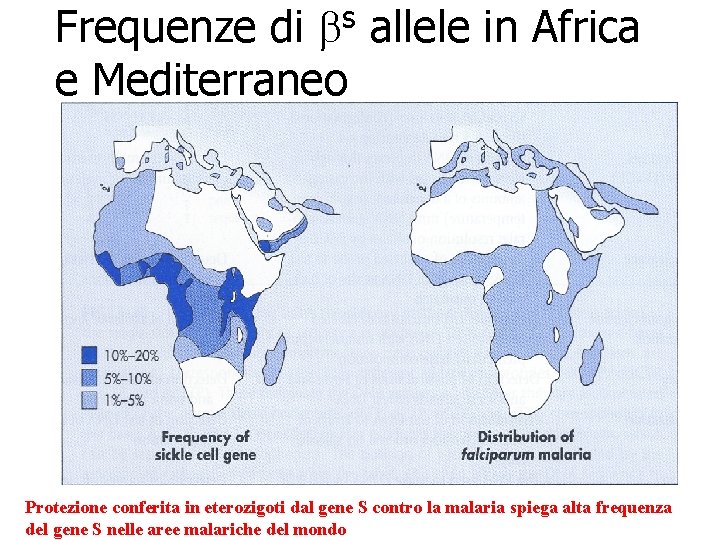 s b Frequenze di allele in Africa e Mediterraneo Protezione conferita in eterozigoti dal s b Frequenze di allele in Africa e Mediterraneo Protezione conferita in eterozigoti dal