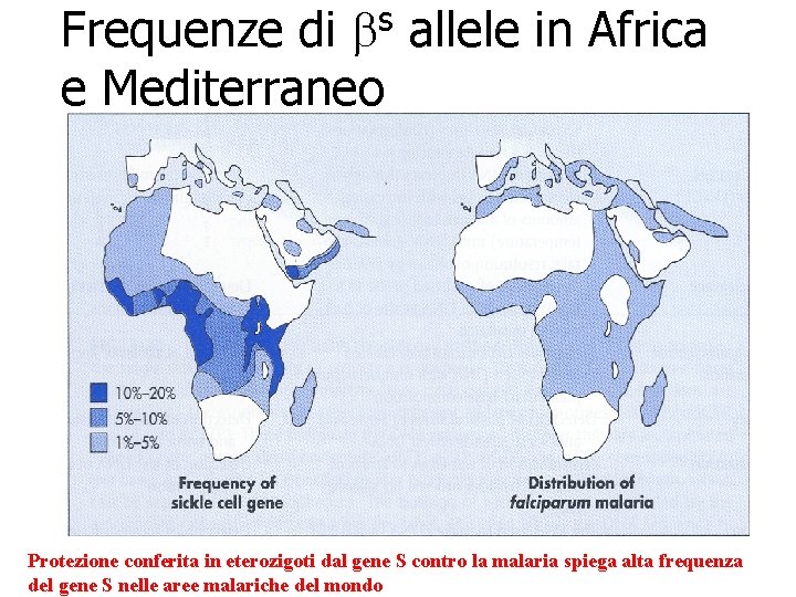 s b Frequenze di allele in Africa e Mediterraneo Protezione conferita in eterozigoti dal