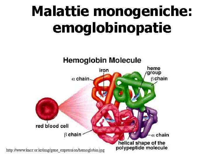 Malattie monogeniche: emoglobinopatie http: //www. kacr. or. kr/img/gene_expression/hemoglobin. jpg 