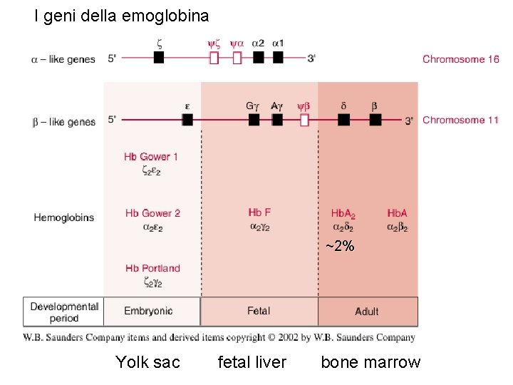 I geni della emoglobina ~2% Yolk sac fetal liver bone marrow I geni della emoglobina ~2% Yolk sac fetal liver bone marrow