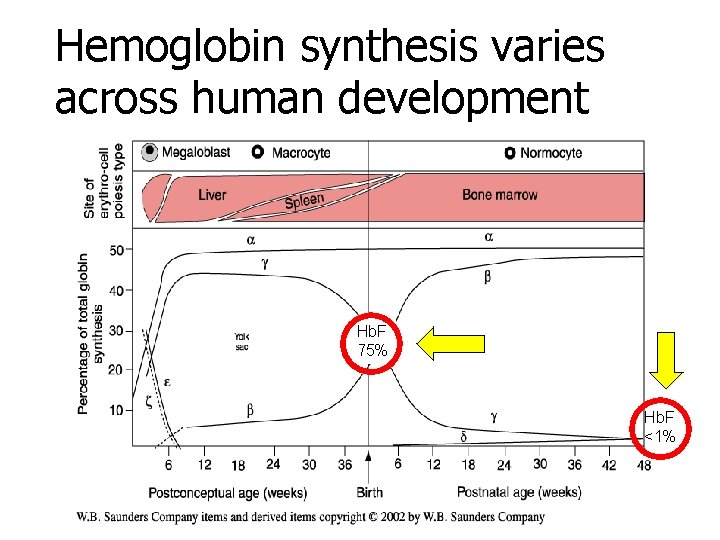 Hemoglobin synthesis varies across human development Hb. F 75% Hb. F <1% 