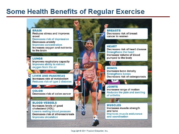Some Health Benefits of Regular Exercise Copyright © 2011 Pearson Education, Inc. 