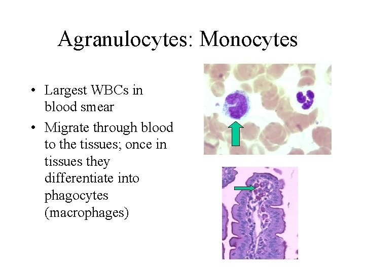Agranulocytes: Monocytes • Largest WBCs in blood smear • Migrate through blood to the Agranulocytes: Monocytes • Largest WBCs in blood smear • Migrate through blood to the