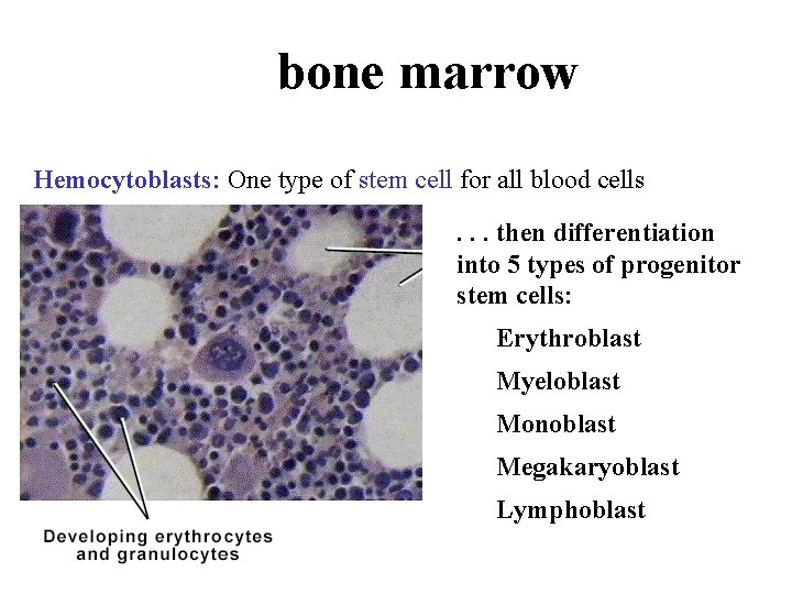 bone marrow Hemocytoblasts: One type of stem cell for all blood cells. . . bone marrow Hemocytoblasts: One type of stem cell for all blood cells. . .