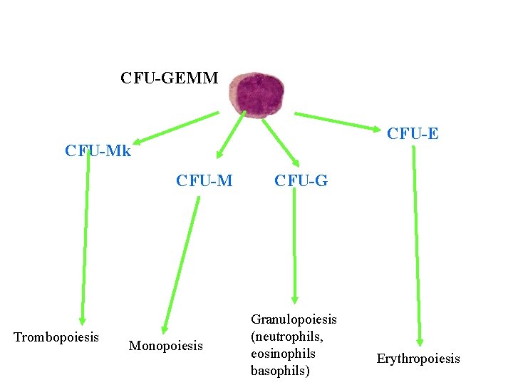 CFU-GEMM CFU-E CFU-Mk CFU-M Trombopoiesis Monopoiesis CFU-G Granulopoiesis (neutrophils, eosinophils basophils) Erythropoiesis  CFU-GEMM CFU-E CFU-Mk CFU-M Trombopoiesis Monopoiesis CFU-G Granulopoiesis (neutrophils, eosinophils basophils) Erythropoiesis