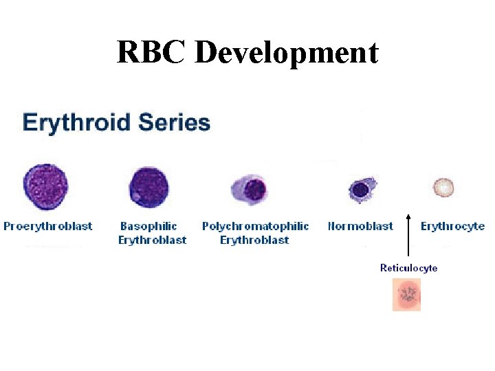 RBC Development  RBC Development