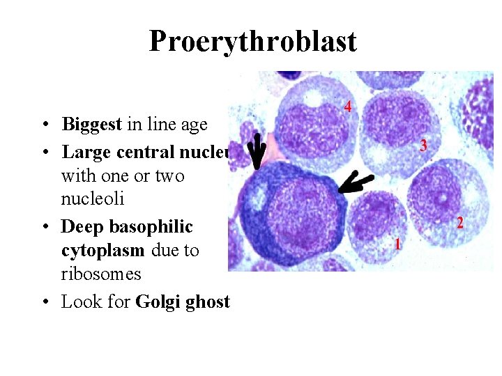 Proerythroblast • Biggest in line age • Large central nucleus with one or two Proerythroblast • Biggest in line age • Large central nucleus with one or two