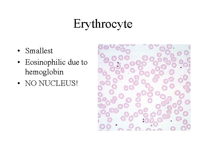 Erythrocyte • Smallest • Eosinophilic due to hemoglobin • NO NUCLEUS!  Erythrocyte • Smallest • Eosinophilic due to hemoglobin • NO NUCLEUS!